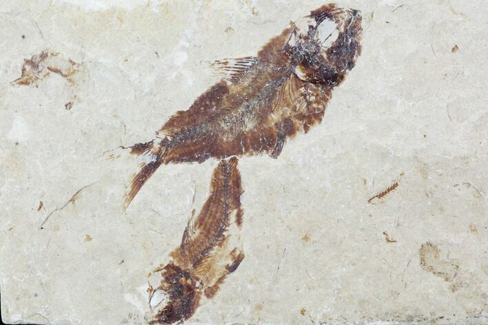 Two Cretaceous Fossil Fish (Armigatus)- Lebanon #102591